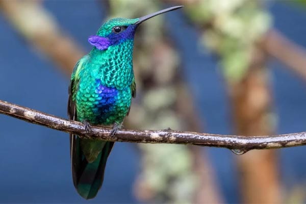 sparkling violetear hummingbird 