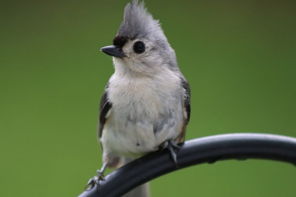 tufted titmouse in backyard