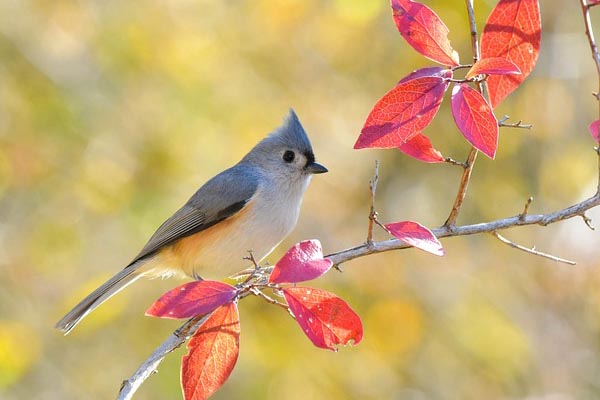 tufted titmouse on deciduous tree