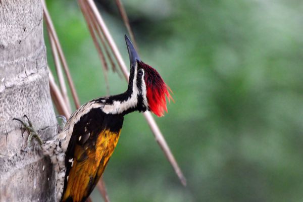 woodpecker pecking on a tree truck - woodpecker is a symbol