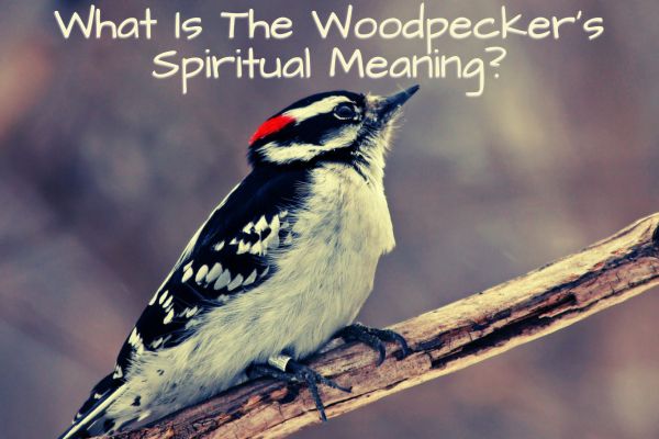 What Is The Woodpecker’s Spiritual Meaning?