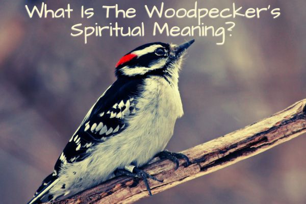 woodpecker spiritual meaning