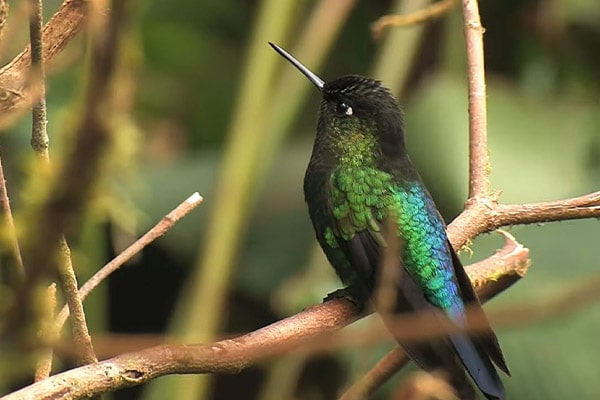 image of of Fiery-throated hummingbird side view