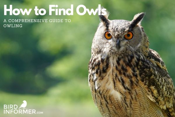How to Find Owls