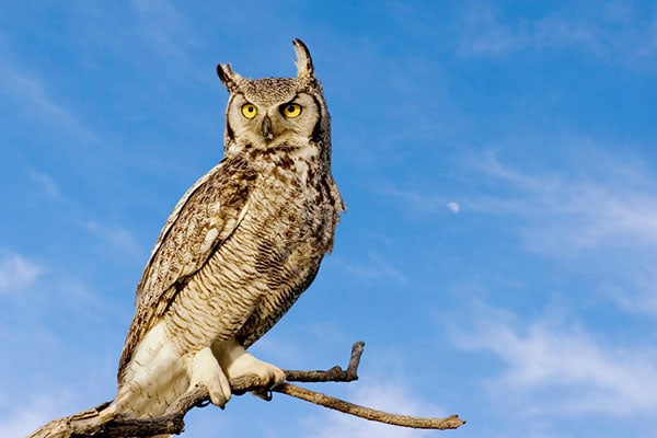 A great horned owl perched on a tree branch