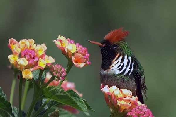 image of a Frilled coquette by flowers