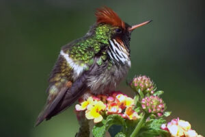 image of a Frilled coquette side-view