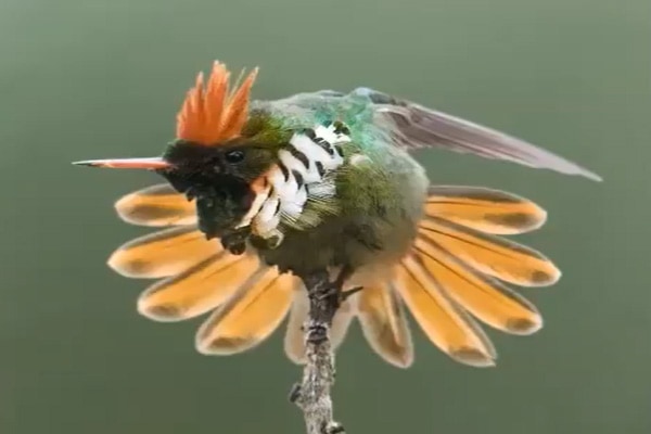 image of a Frilled coquette stretching