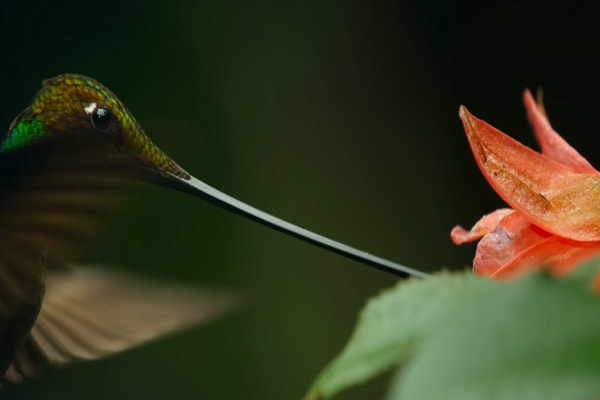 image of a Sword-billed hummingbird eating flower nectar