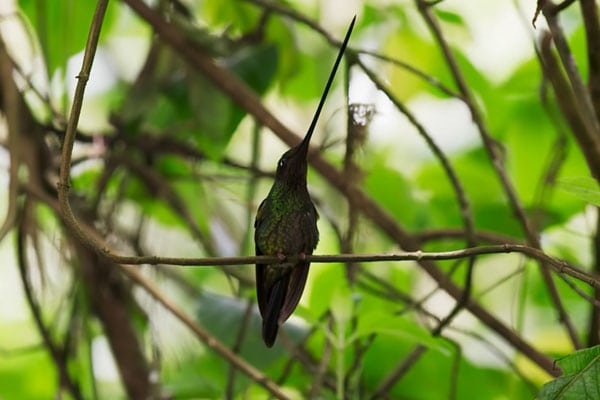 image of a Sword-billed hummingbird frontview