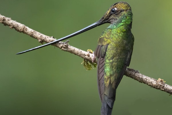 Sword-billed hummingbird