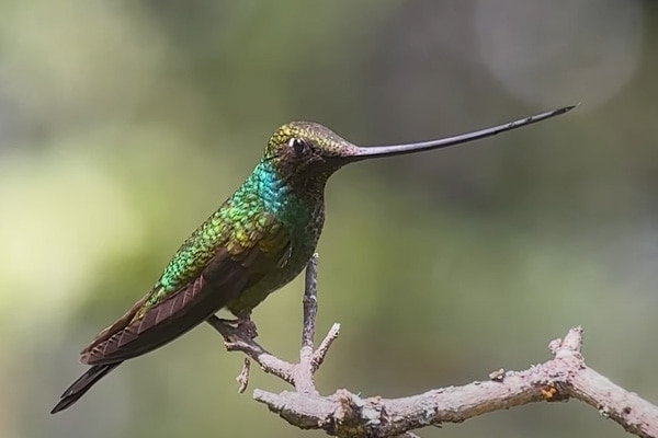 image of a Sword-billed hummingbird sideview