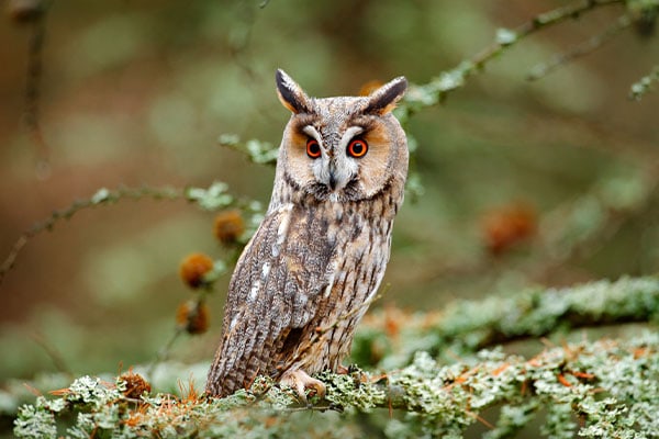 A perched owl in a tree at dawn