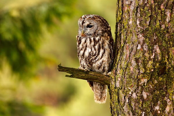 A picture of an owl perched on a tree branch during seasonal changes, demonstrating how to find owls in the wild.