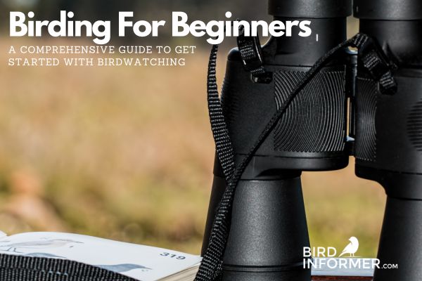 Birding for Beginners: A Comprehensive Guide for New Birders