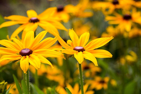 Black Eye Susans