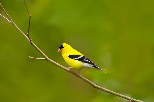 Goldfinch bird