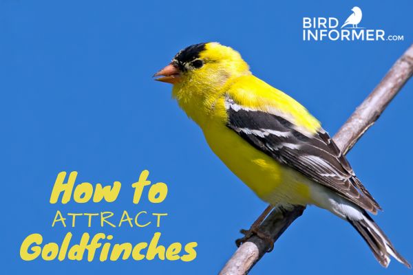 How To Attract Goldfinches