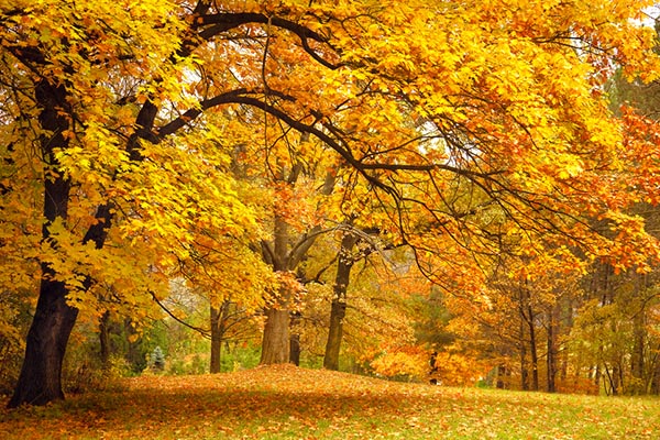 Trees in the fall