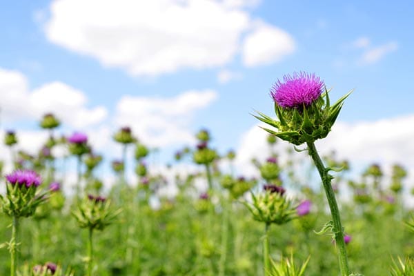 Wild Thistle