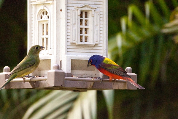 backyard bird feeder