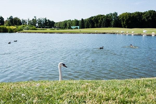 local park with birds