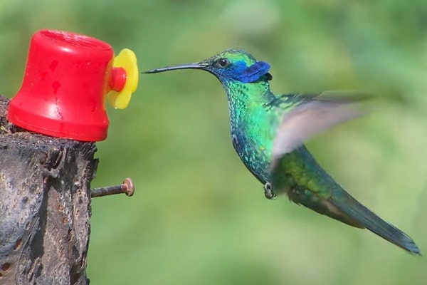 Sparkling violetear hummingbird at hummingbird feeder