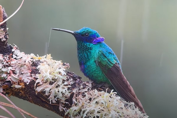 Sparkling Violetear hummingbird in the rain
